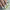 HARD ONE COCONUT 15g – dodatna fotografija 5