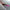 Ms.JELLY ROSE COVER 15g – dodatna fotografija 17
