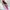 Ms.JELLY ROSE COVER 15g – dodatna fotografija 14