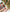 #247 PAPI TRAJNI – dodatna fotografija 13