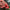 #235 CARNIVAL TRAJNI LA – dodatna fotografija 10